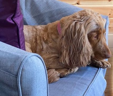 A sleepy dog resting on a chair, wrapped in a red blanket near a warm fire.