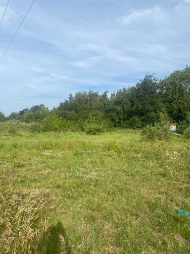 Lush green field with scattered trees under a partly cloudy blue sky.