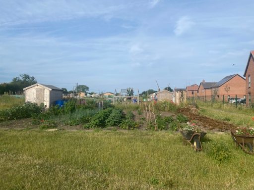 View across the allotments.