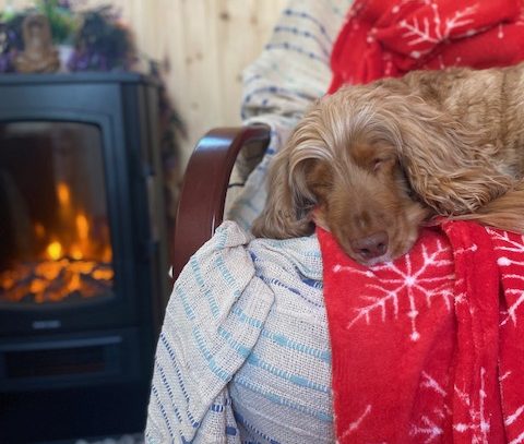 A sleepy dog resting on a chair, wrapped in a red blanket near a warm fire.