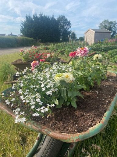 Colourful flowers in a wheelbarrow, set against a countryside backdrop.
