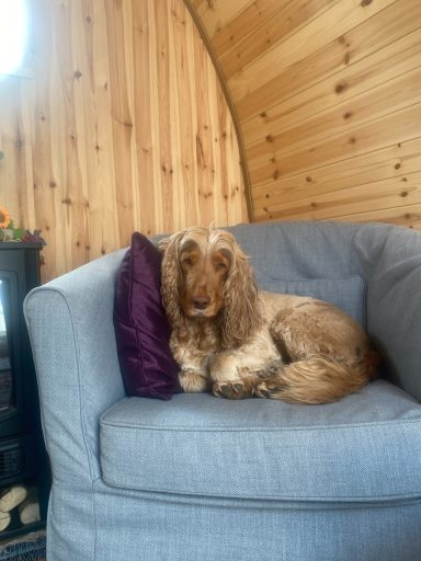 A brown cocker spaniel resting on a grey sofa with a purple cushion in a wooden interior.