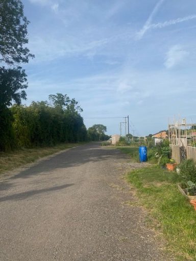 A quiet, rural road lined with trees and plants under a clear blue sky.