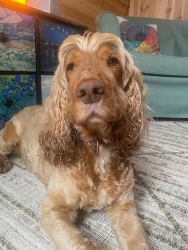 A light brown cocker spaniel lying on a textured rug in a cosy room.